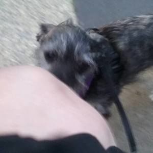 Meet your Posher, Sandy